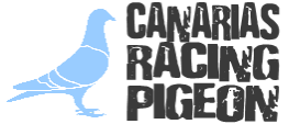 Canarias Racing Pigeon
